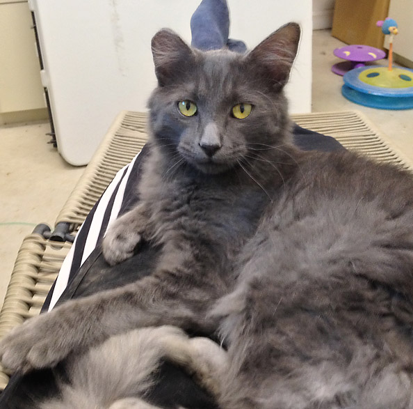 This Week at the Angels Camp CHS Thrift Store Adoption Center – JACK!