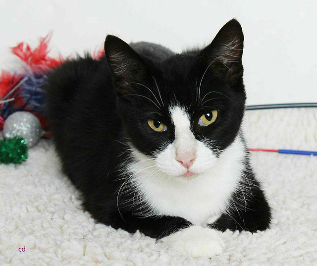 This Week at the Arnold CHS Thrift Store Cat Adoption Center – ELSA!