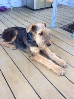 Lost Airedale Terrier Angus Is Missing…Help Find Him