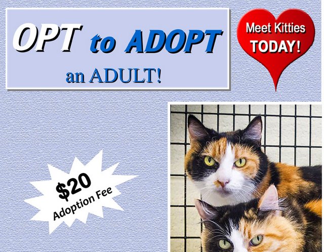 Opt To Adopt An Adult!
