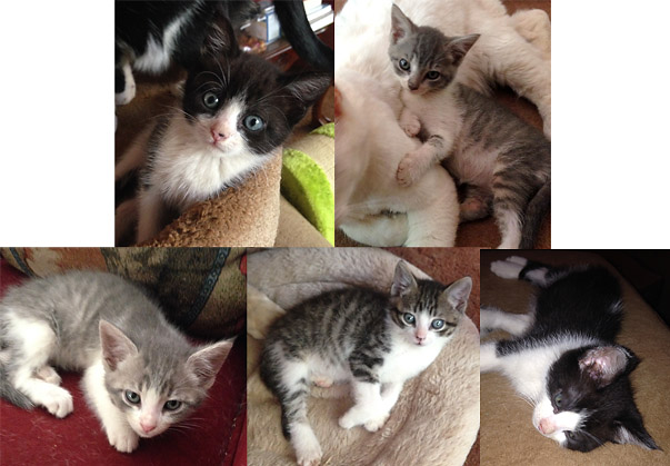 This Week at the Angels Camp CHS Thrift Store Adoption Center – OODLES OF KITTENS!