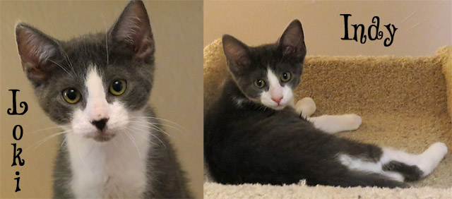 This Week at the Arnold CHS Thrift Store Adoption Center – LOKI & INDY!