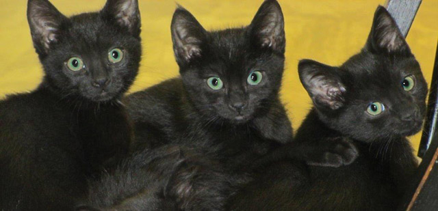 This Week at the Angels Camp CHS Thrift Store Adoption Center – LITTLE BLACK BEAUTIES!