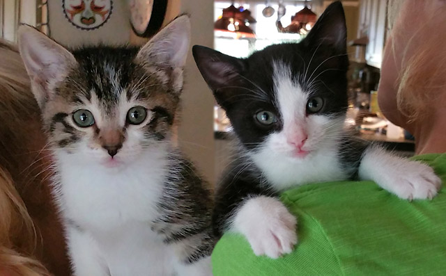 This Week at the Angels Camp CHS Thrift Store Adoption Center – KELSEY & KINK!
