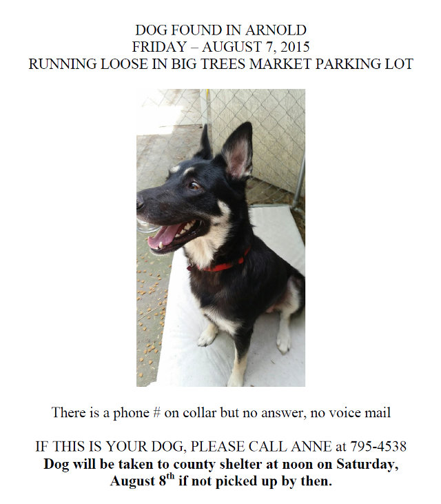 Dog Found In Big Trees Market Parking Lot In Arnold