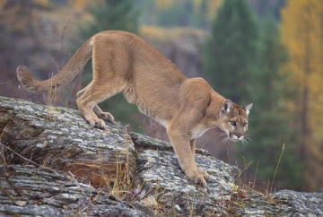 Mountain lion facts and how to react if you encounter one