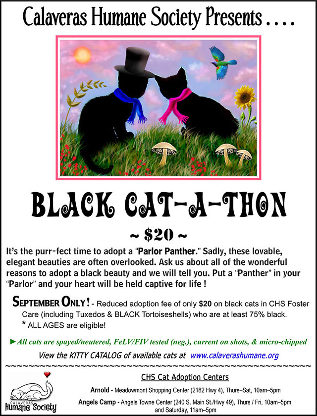 CHS Black Cat-a-thon Special – September Only!