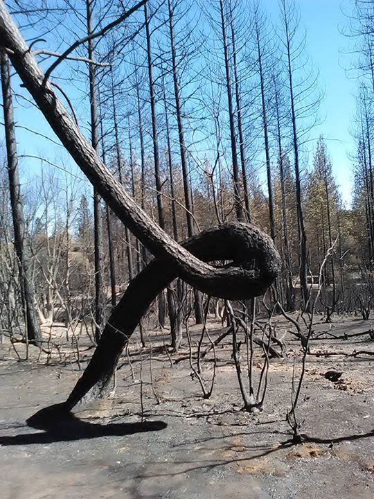 Butte Fire Reality The Ongoing Struggle Of Survival