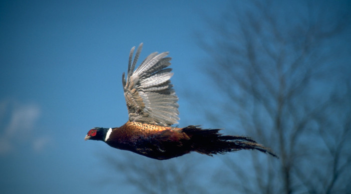 General Pheasant Hunting Opener Nears