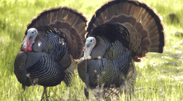 Fall Turkey Season Opener Approaches