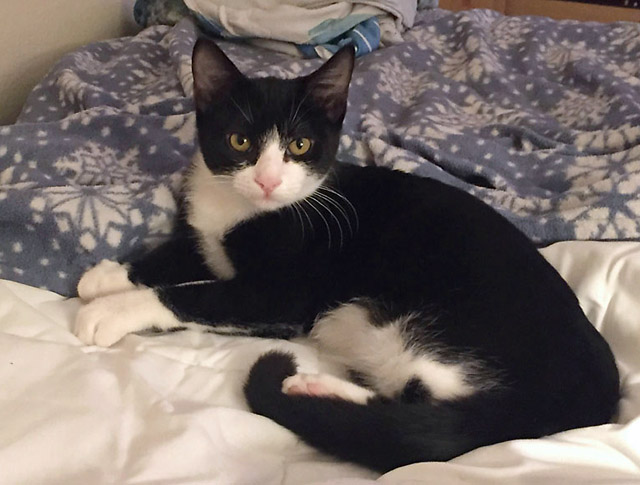 This Week at the Angels Camp CHS Thrift Store Adoption Center – Miss Tux!