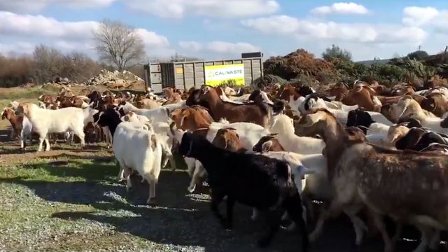 Cal Waste Recycles With Goats