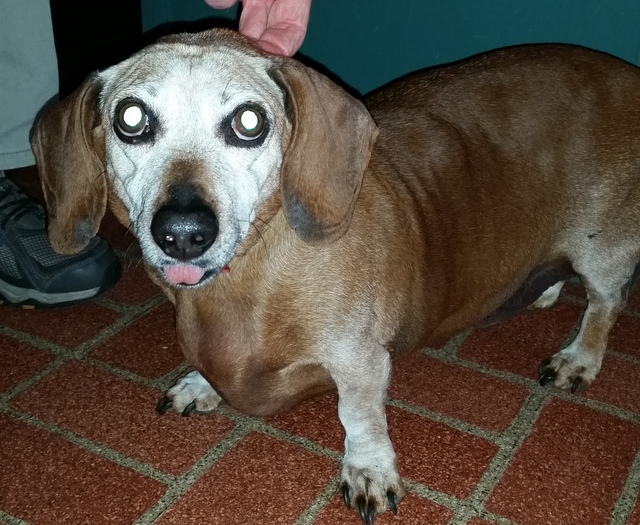 Elderly Dog Found On Arnold Rim Trail….Help The Pooch Back Home