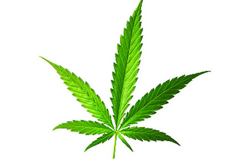 Hard Facts & Truths about Commercial Marijuana ~ By Gary Stevens