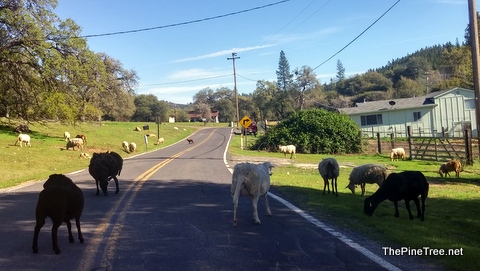 Traffic Backed Up In Sheep Ranch