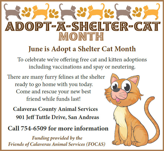 FOCAS Is Sponsoring Free Shelter Cat Adoptions In June