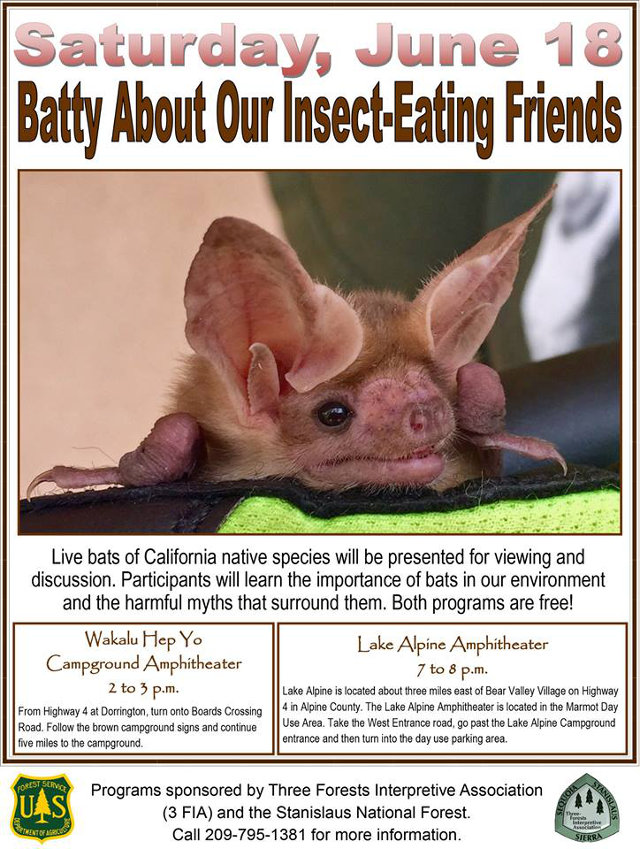 Batty About Our Insect-Eating Friends