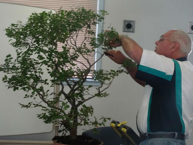 Do’s And Don’ts Of Azalea And Camellia Care At Mother Lode Bonsai Club