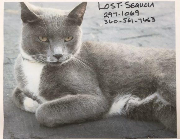 Sequoia Is Missing, Have You Seen Her?