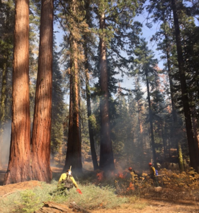 Yosemite Prescribed Burn Continues