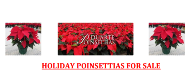Get  Your Holiday Poinsettias From The Friends Of Angels Camp Library!
