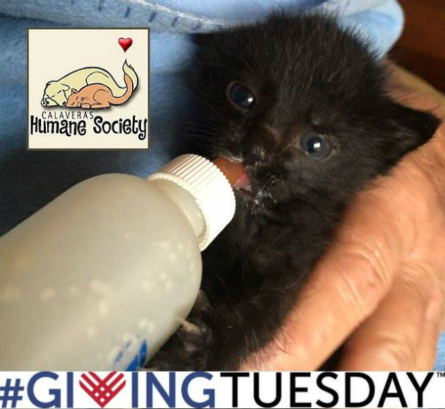 Support The Calaveras Humane Society On Giving Tuesday!