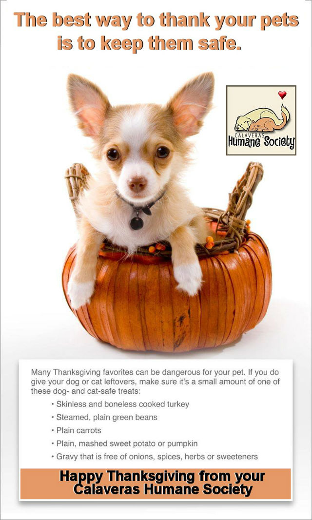Warm Thanksgiving Wishes From Your Calaveras Humane Society