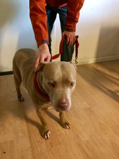 Older Female Pit Mix Found In Valley Springs