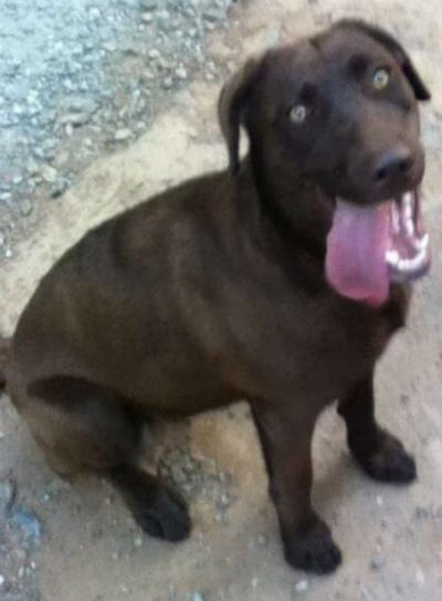 Lost Female Chocolate Lab Around Mountain Ranch