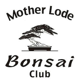 Mother Lode Bonsai Club Holds April 1st Meeting