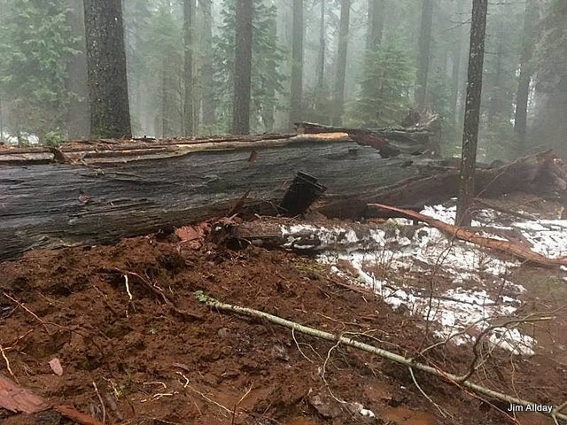 Very Sad News!  The Pioneer Cabin Tree Has Fallen In Big Trees State Park