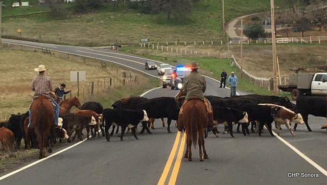 Traffic Update….Cattle Drive Near Sheriff’s Posse Grounds On Rawhide