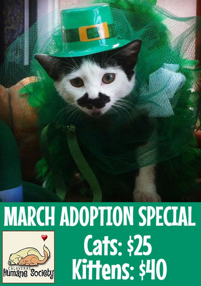 Calaveras Humane Society’s March Adoption Sale