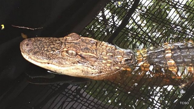 Alligator Seized In Jamestown
