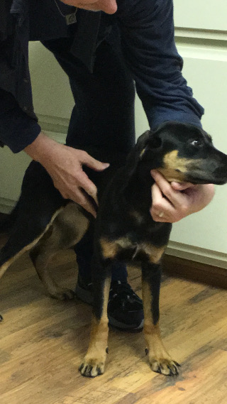 Female Puppy Found In Forest Meadows