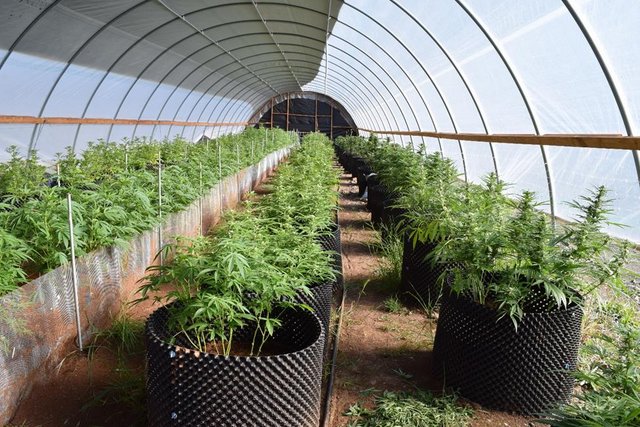 Illegal Grading Complaint Leads To Seizure Of 940 Marijuana Plants