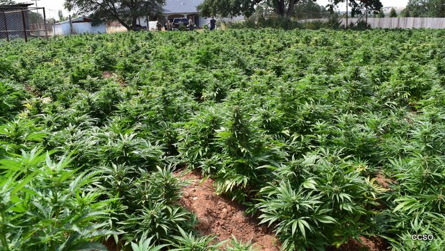 Over A Million Dollars Worth Of Marijuana & Plants Eradicated In Jenny Lind