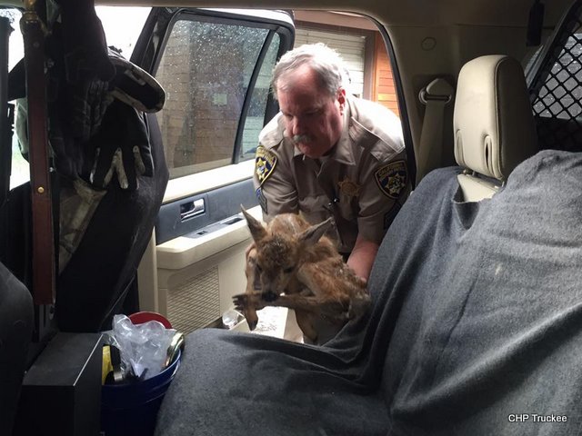 CHP Truckee’s Sgt. Fisher Rescued “Star” This Morning