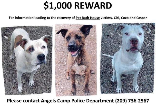 Reward Offered for Recovery of Cici, Coco & Casper ~ By Joyce Techel