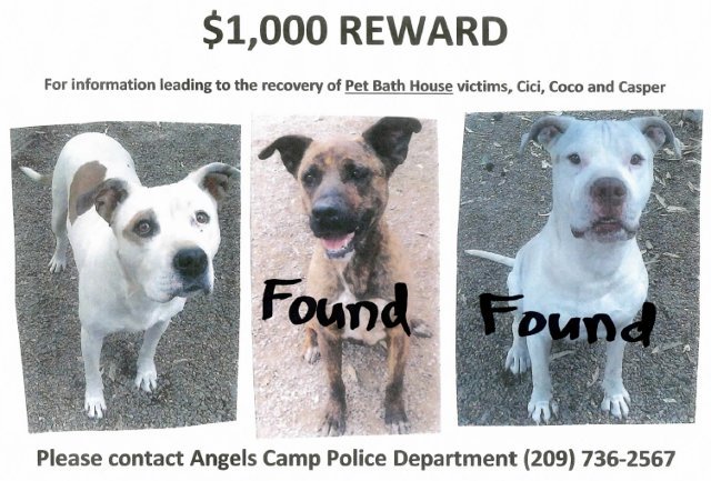 August 8th Update on Angels Camp Resident Arrested for Animal Cruelty, Animal Neglect, Theft of an Animal, and Conspiracy