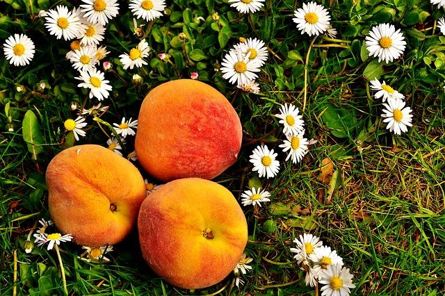 2nd Annual Peach Festival at The Square to Showcase Everything Peachy! Sunday August 6th, 10am-4pm, Copperopolis Town Square