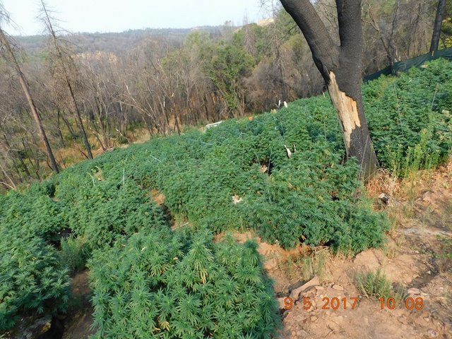 699 Marijuana Plants Eradicated in Raid Yesterday