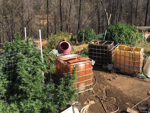 788 Plants Eradicated & One Arrest Made on Nikki Trail