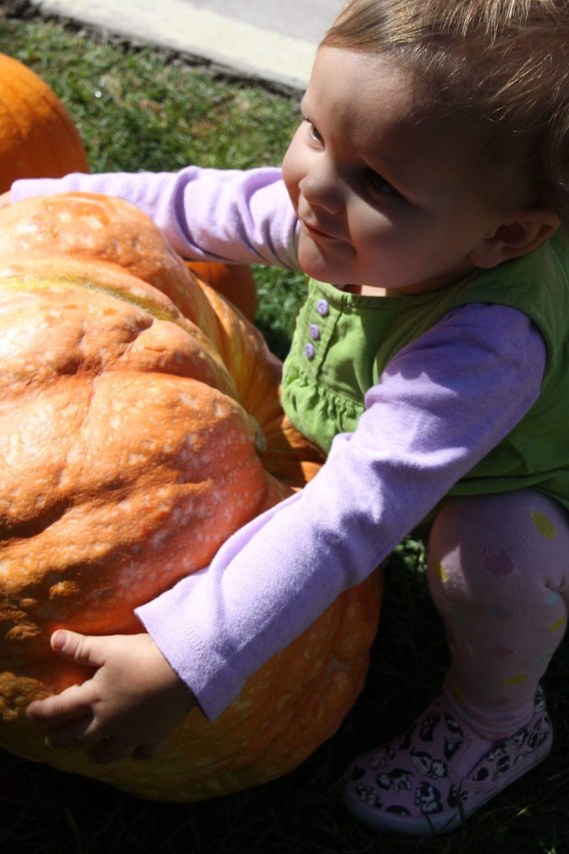 Don’t Miss the 3rd Annual Harvest Festival & Pumpkin Patch at Copperopolis Town Square