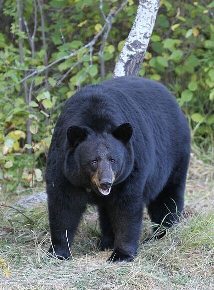 Fall is the Season for Heightened Bear Activity in the High Country and Foothills