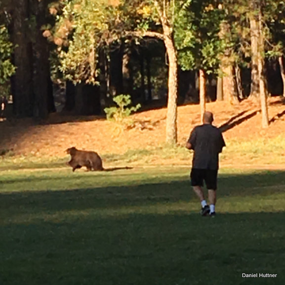 Local Soccer Coach Chased Bear Away