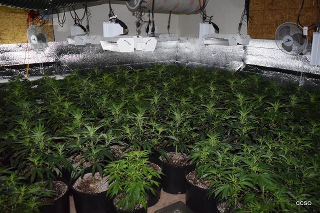 Indoor Marijuana Grow Eradicated in Mokelumne Hill