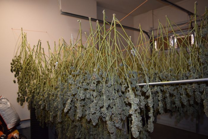 Indoor Marijuana Grow Eradicated in Valley Springs