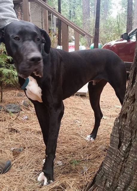 A Young Great Dane Wants To Go Back Home