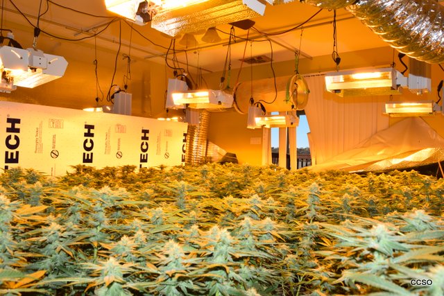 Plants, Cash & Vehicle Seized from Indoor Marijuana Grow